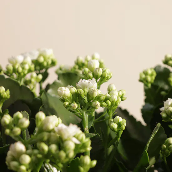 Cheerful White Kalanchoe Plant
