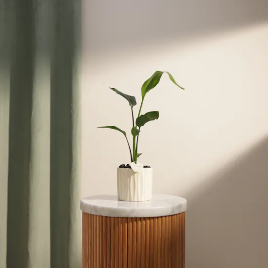 Serene Strelitzia Reginae Plant