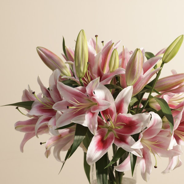 Pink Grace Lily Vase | 8 Flowers