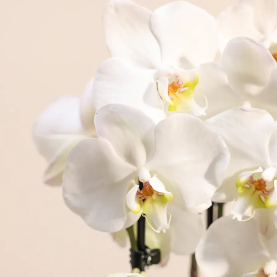 White Orchid Plant  6