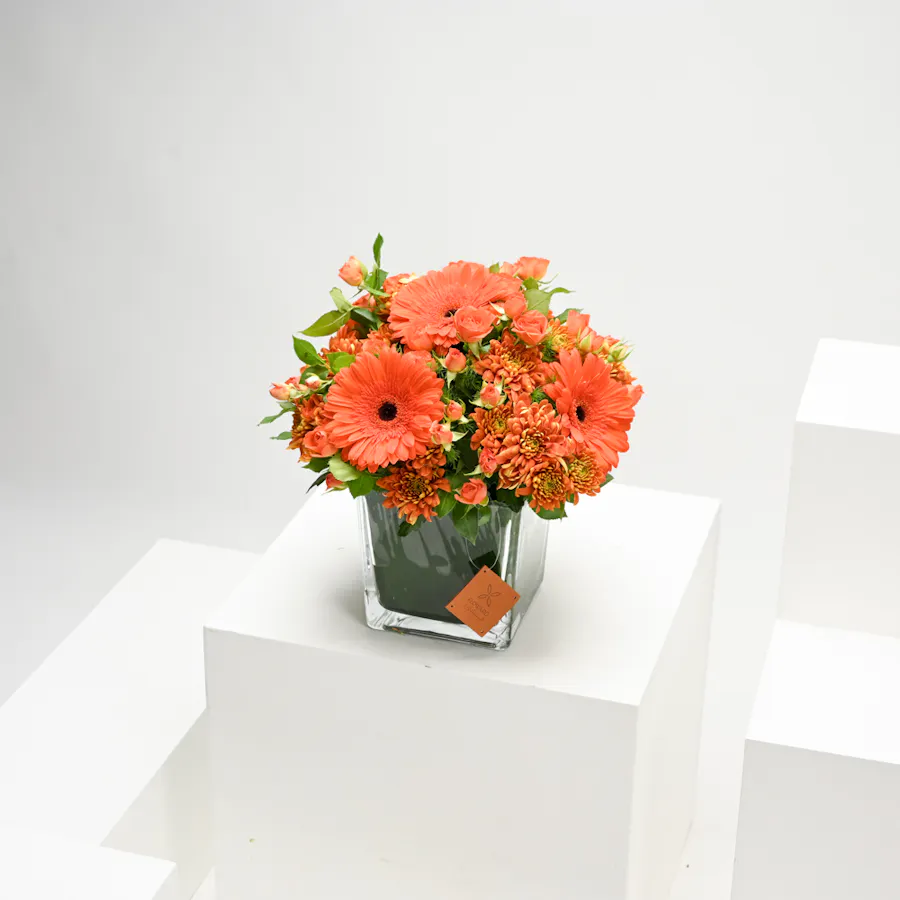 Sunshine of Gerbera  5