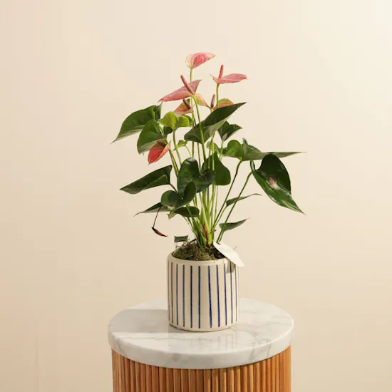 Elegant Pink Anthurium Plant with Blue Stripes Ceramic Vase