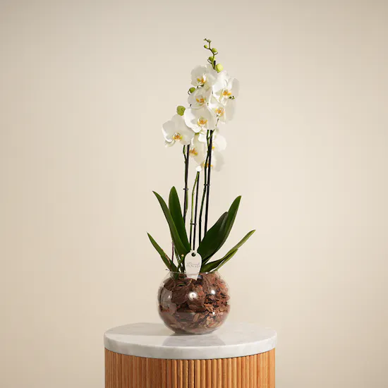 Pure Orchid Plant Vase