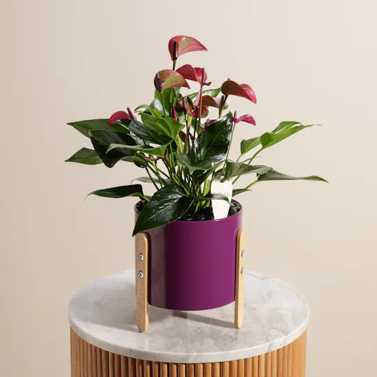 Glowy Purple Anthurium Plant