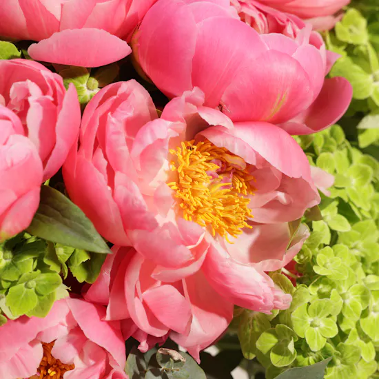 Radiant Peony Garden Vase