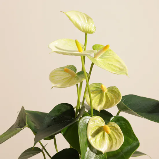 Delightful Greenish Yellow Anthurium Plant
