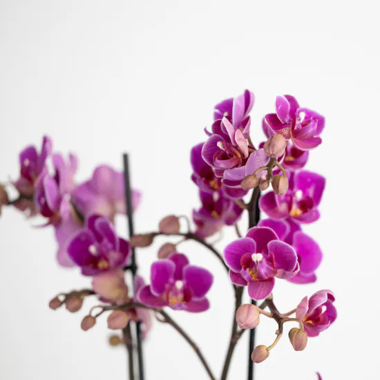 Purple Mini Orchids Plant