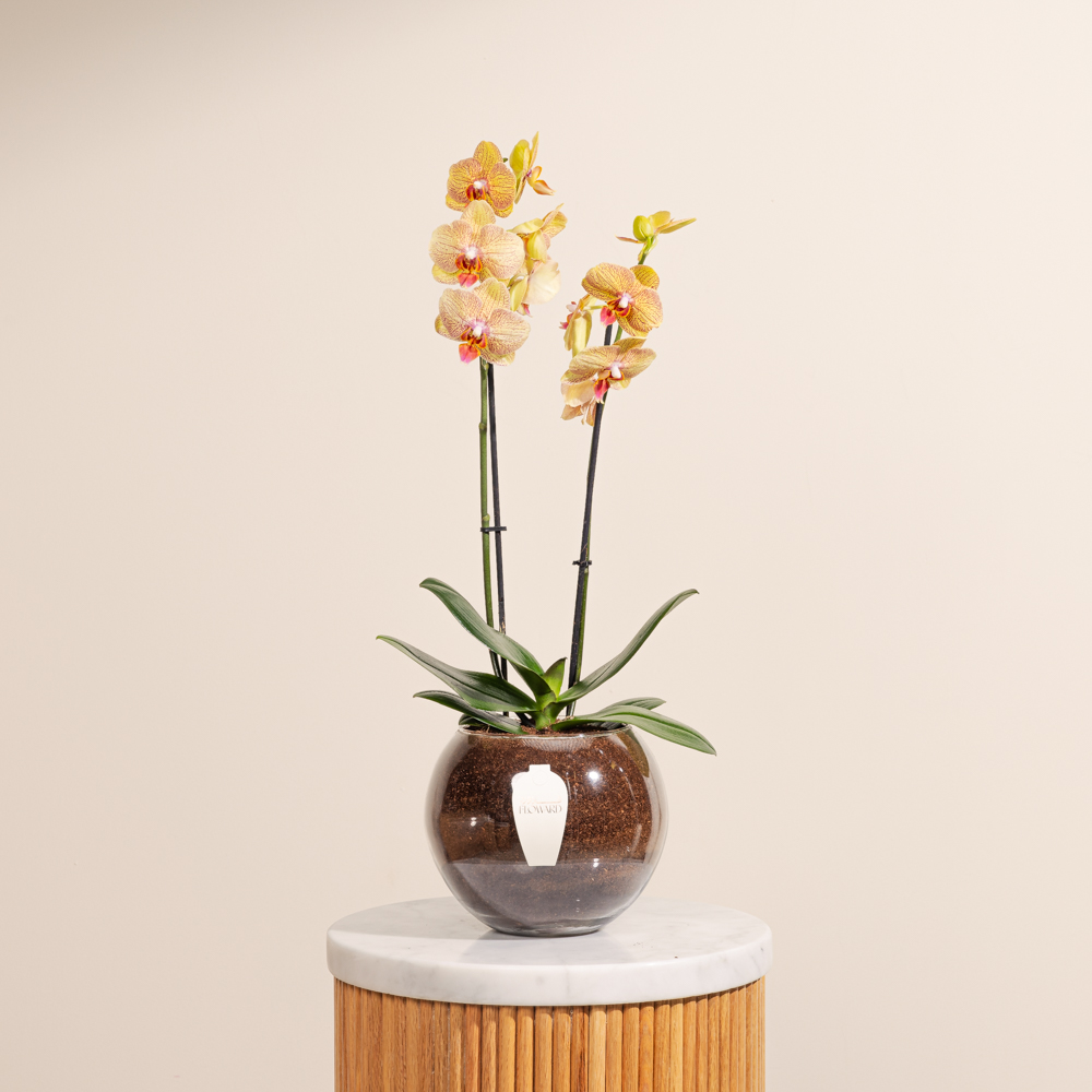 وعاء نبات الاوركيد البرتقالي