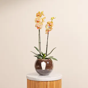 Light Orange Orchid Plant Pot Light Orange Orchid Plant Pot