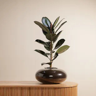 Ficus Elastica | Glass Pot 