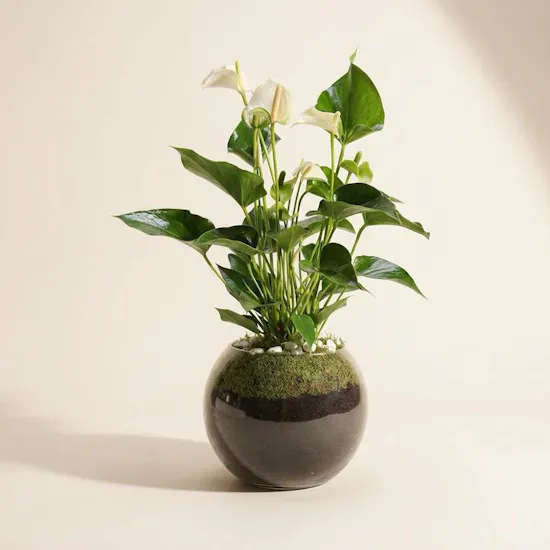 Anthurium Montana