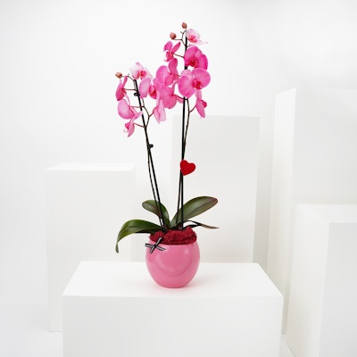 Lovely Pink Orchid