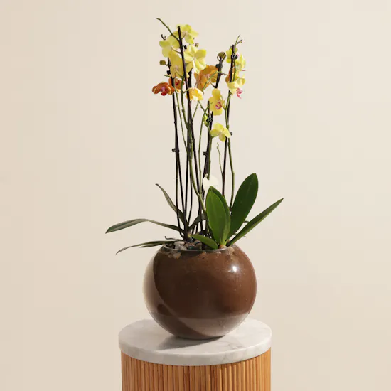 Stunning Yellow and Orange Orchid Plant