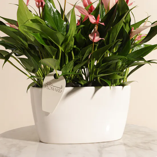 Anthurium lilli Pink