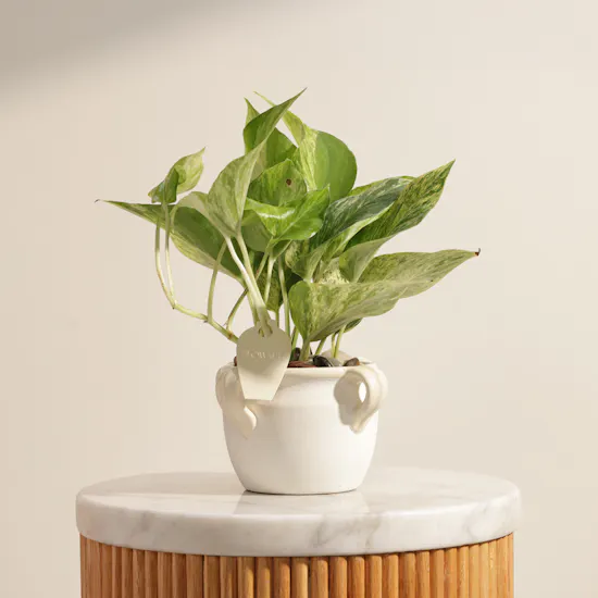 Blooming Epipremnum Marble Plant
