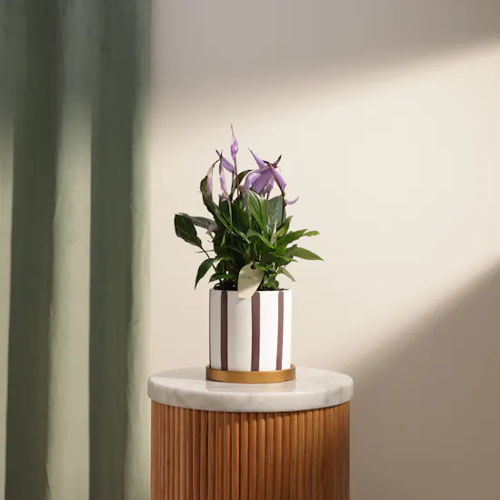 Delicate Purple Spathiphyllum Plant