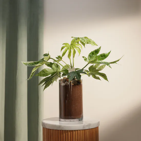 Father's Day Evergreen Fatsia Japonica Plant