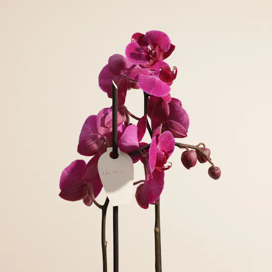 Fancy Purple Phalaenopsis Plant