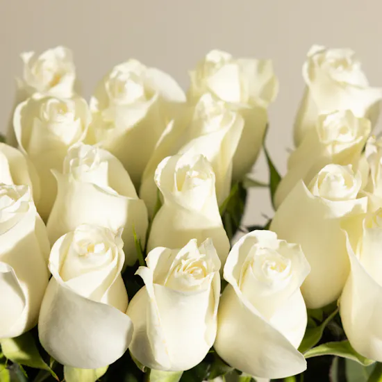 Teachers Day White Roses Giveaways