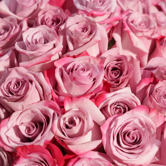 Purple Majesty Bouquet | 150 Roses