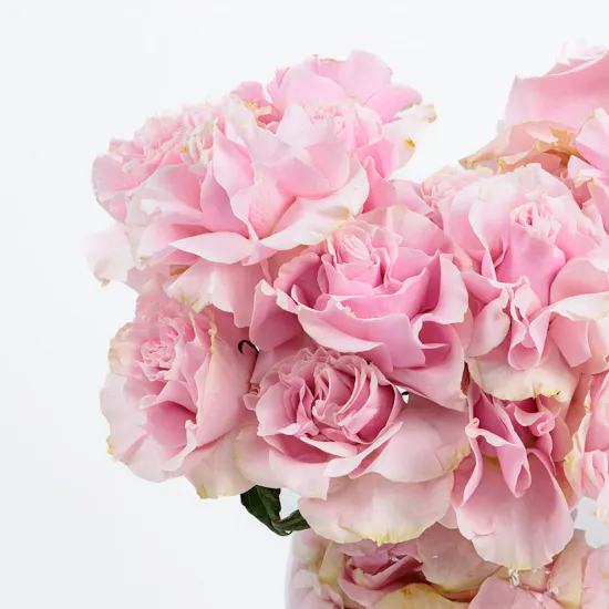 Pink Serenade