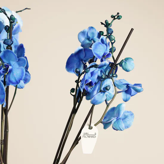 Beauty Blue Phalaenopsis Plant