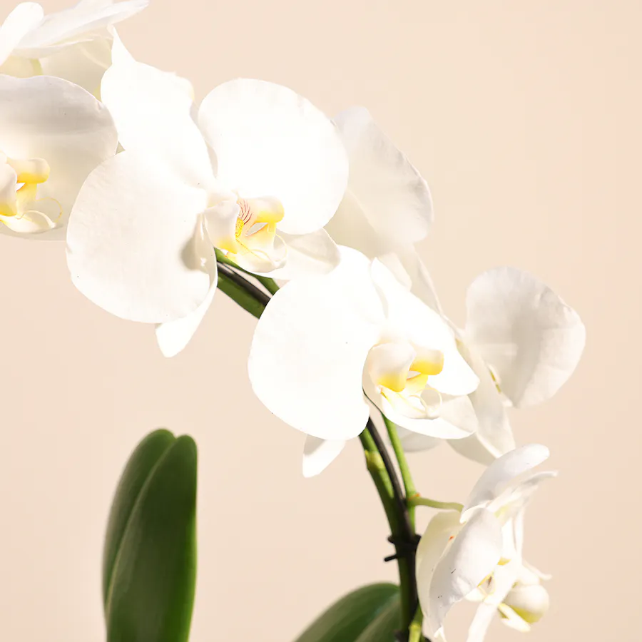 Orchid White Loop 6