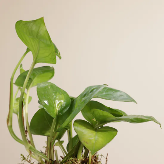 Epipremnum Pinnatum Aureum Plant