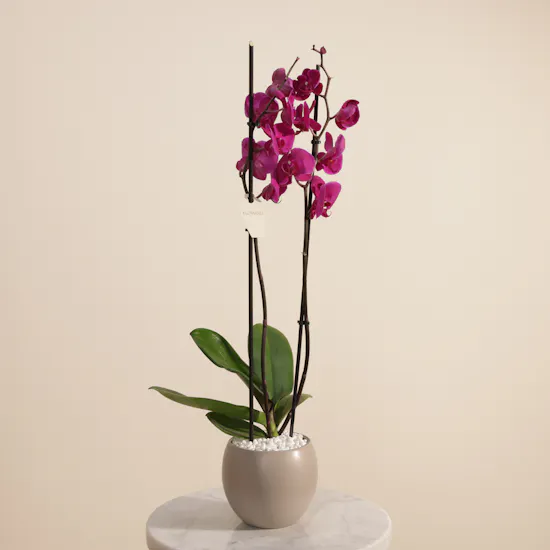 Elegant Purple Phalaenopsis Plant