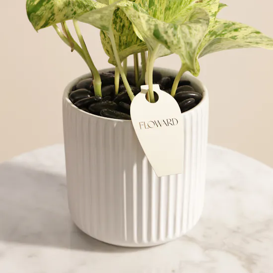 Classy Epipremnum Marble Queen Plant