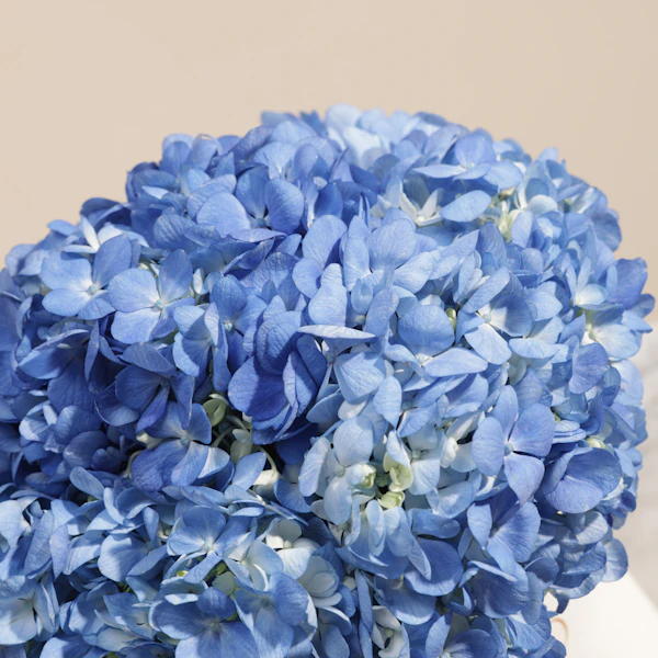 Graceful Blue Hydrangea Box | 6 Flowers