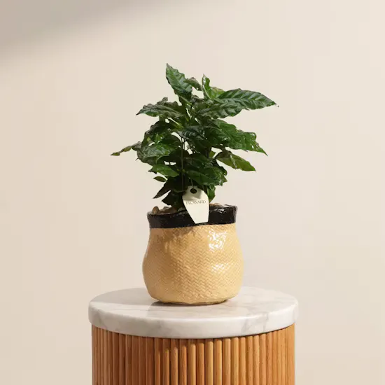 Father's Day Purifying Coffea Arabica Plant