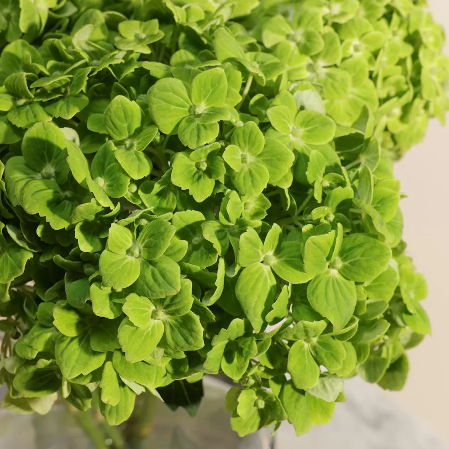 Fresh Green Hydrangea Vase 4