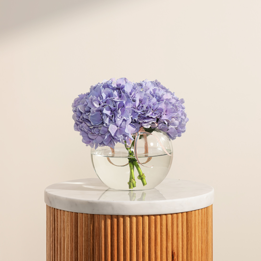 مزهرية  هيدرانجيا  البنفسجية