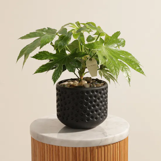 Light Fatsia Japonica Spiderweb Plant