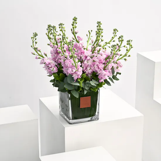 Pink Matthiola | Square Vase