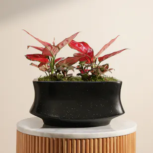 Chic Aglaonema Red Joy and Fittonia Plants Chic Aglaonema Red Joy and Fittonia Plants