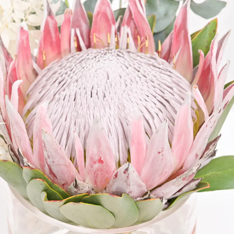 Beauty Protea | Glass Vase 2