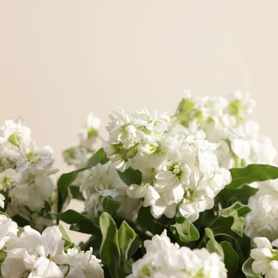 Villeroy and Boch Charming Matthiola Vase
