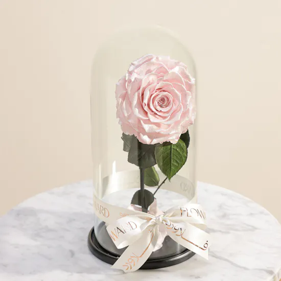 Preserved Pink Rose Aurora
