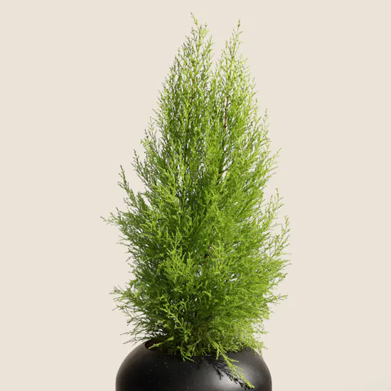Light Big Cupressus Goldcrest Plant Pot