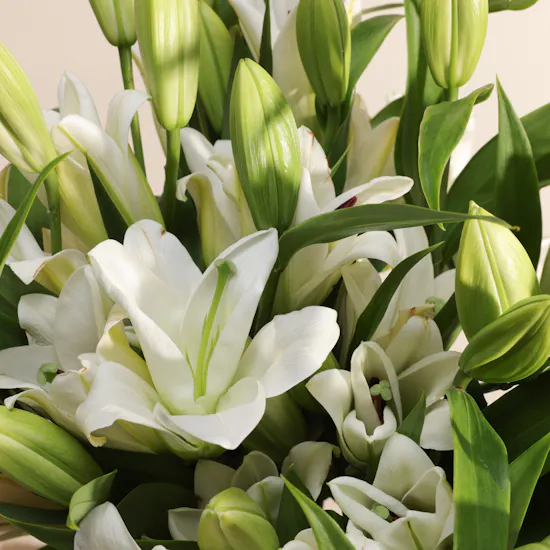 Majestic White Lilyum Vase