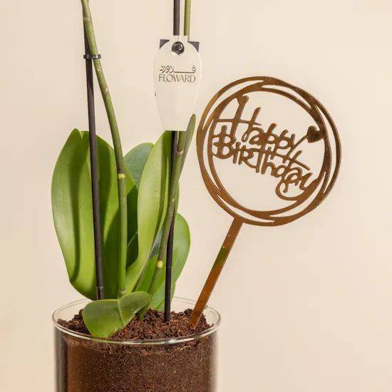 Happy Birthday Orchid Plant