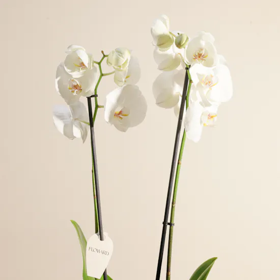 Peaceful White Orchid Plant