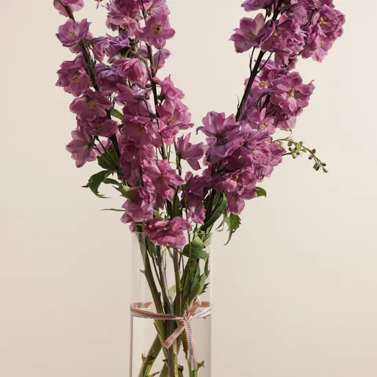 Charming Pink Delphinium