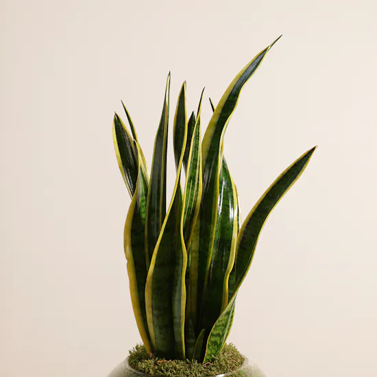 Sansevieria Laurentii