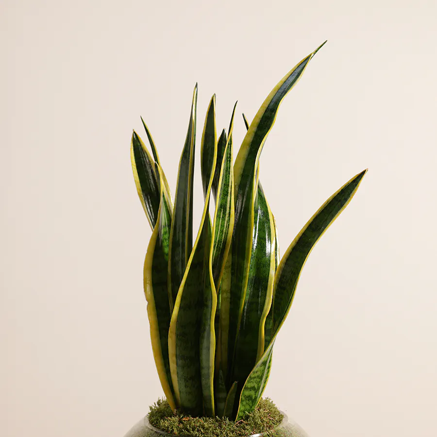 Sansevieria Laurentii 4