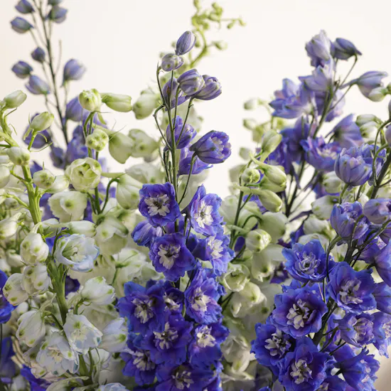 Charming Delphinium Luxery Vase