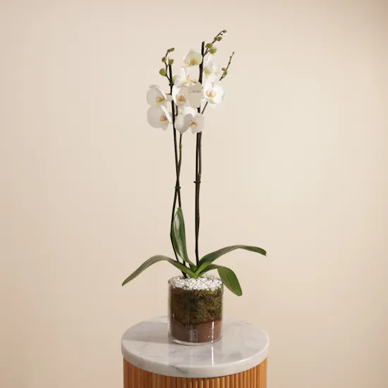 Elegant White Phalaenopsis Plant
