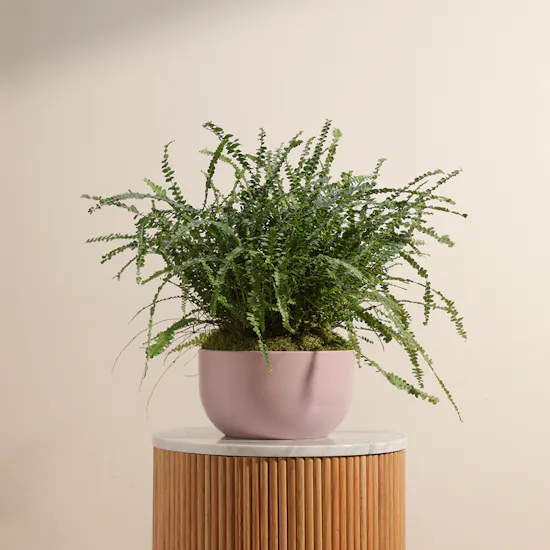 Harmony Greens | Pink Ceramic Pot